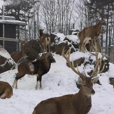Finnische Blockhausstilhaeuser Im Harz 別荘 ベンネッケンシュタイン